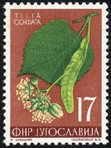 Tilia cordata