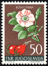 Rosa canina