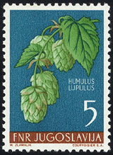 Humulus lupulus