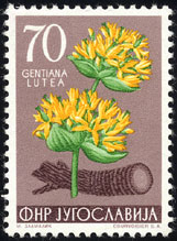 Gentiana lutea