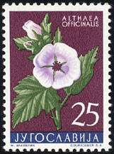 Althaea officinalis