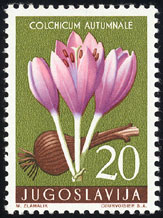 Colchicum autumnale