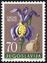 Orchis morio