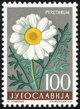 Pyrethrum cinerariifolium