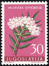 Valeriana officinalis