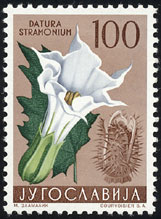 Datura stramonium