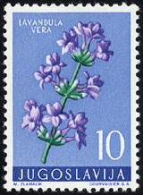 Lavandula vera