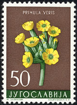 Primula veris