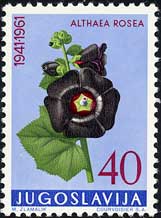 タチアオイ Alcea rosea