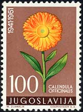 キンセンカ　Calendula officinalis