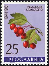 ZCETUV@Crataegus monogyna