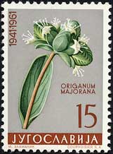 マジョラム Origanum majorana