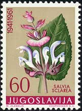 クラリーセージ　Salvia sclarea