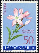 サボンソウ　Saponaria officinalis