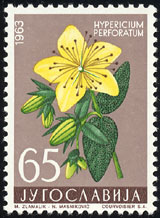 Hypericum perforatum