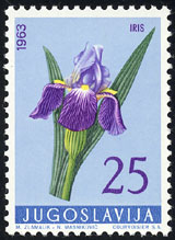 Iris germanica