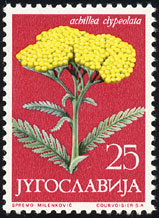 Achillea dypeolata