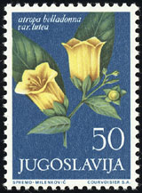 Atropa belladonna var. lutea