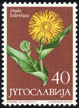 Inula helenium