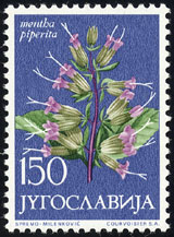 Mentha piperita