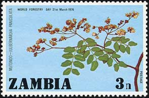 ユルベルナルディア・パニクラタ Julbernardia paniculata