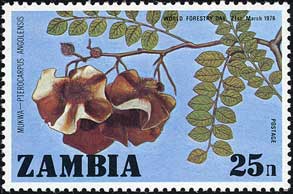 プテロカルプス・アンゴレンシス　Pterocarpus angolensis