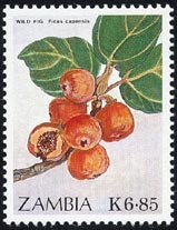 Ficus capensis