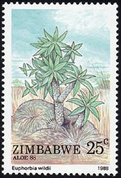 エウフォルビア・ウィルディイ　Euphorbia wildii