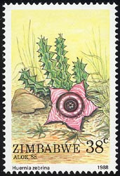 フエルニア・ゼブリナ Huernia zebrina