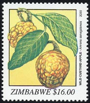 Annona senegalensis